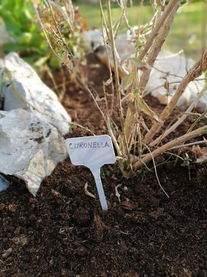 Dairos Διαμέρισμα Mali Lošinj Εξωτερικό φωτογραφία