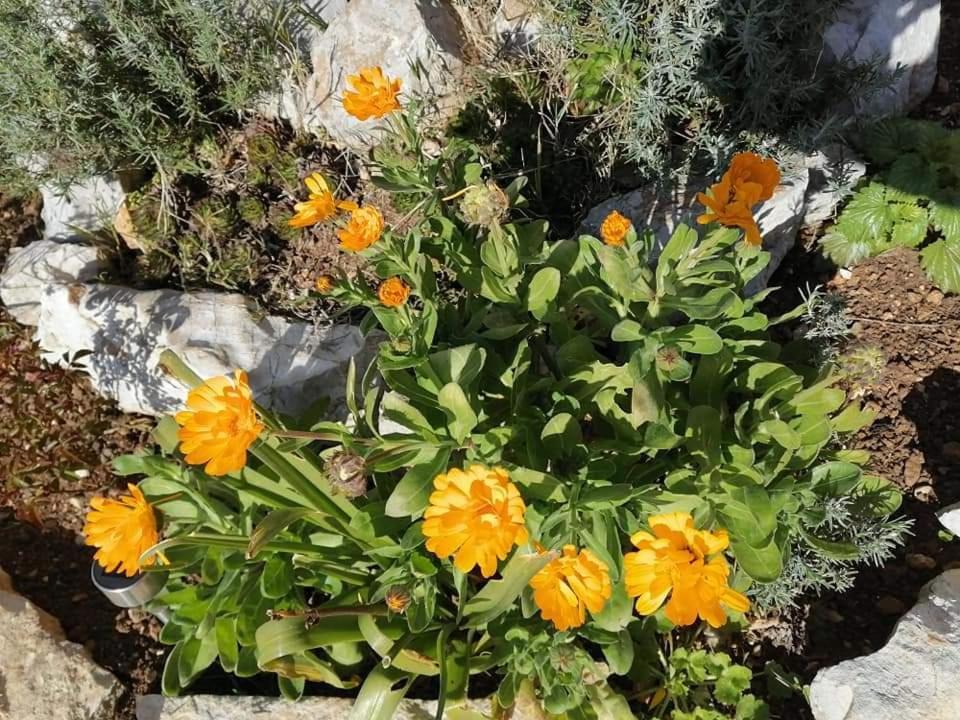 Dairos Διαμέρισμα Mali Lošinj Εξωτερικό φωτογραφία